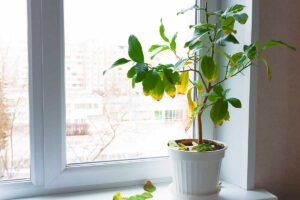 Foglie gialle nelle piante da interno: cause e cosa fare