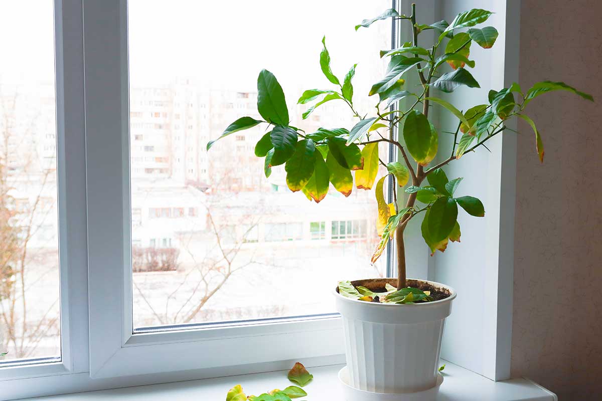 Foglie gialle nelle piante da interno: cause e cosa fare