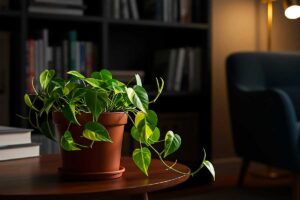 Angoli bui? 7 piante che crescono anche con pochissima luce