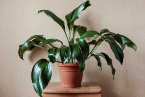 7 piante da interno indistruttibili: la scelta giusta per chi non ha il pollice verde