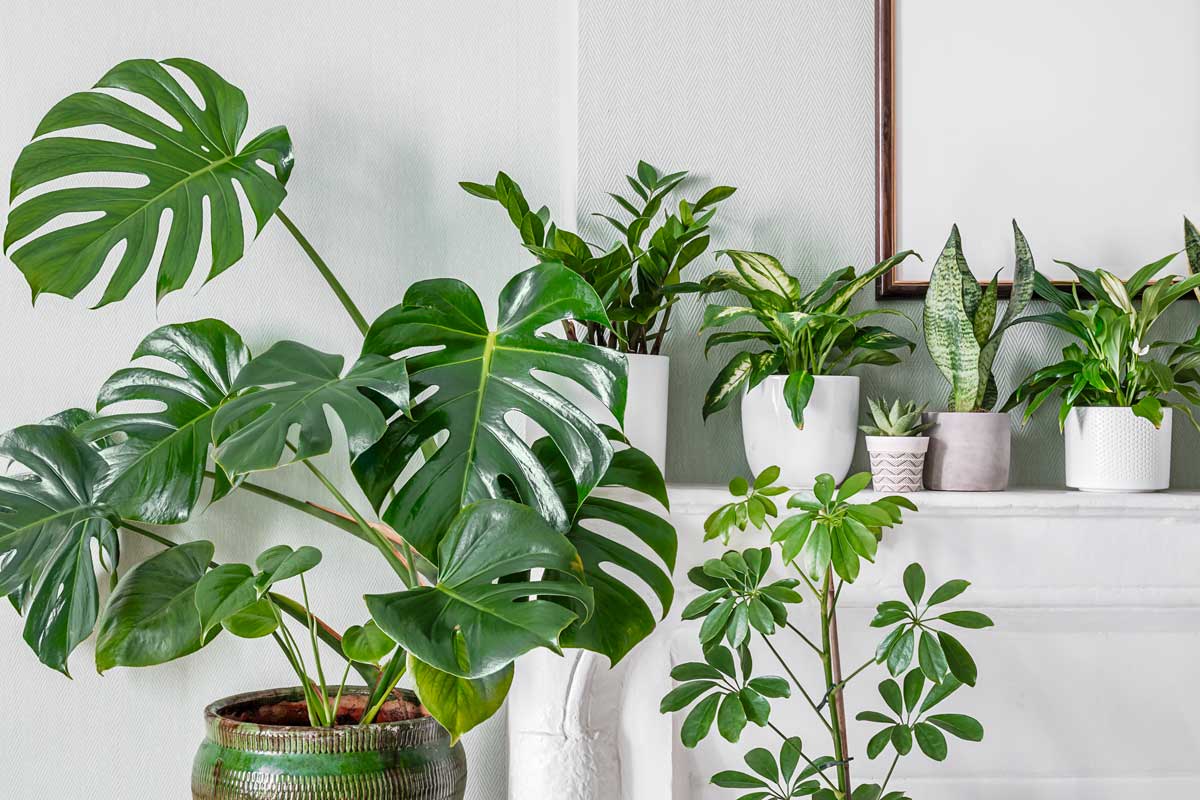 Monstera deliciosa e altre piante da interno