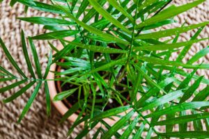 Piante tropicali resistenti che stanno bene anche in casa