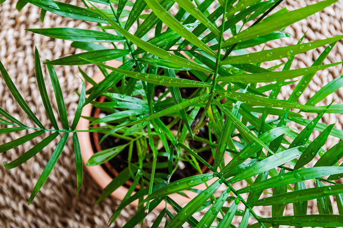 Piante tropicali resistenti che stanno bene anche in casa