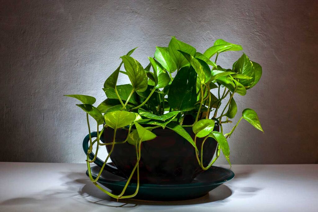 Pothos che prospera anche all’ombra: i due errori da cui tenerlo al riparo