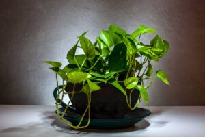 Pothos che prospera anche all’ombra: i due errori da cui tenerlo al riparo